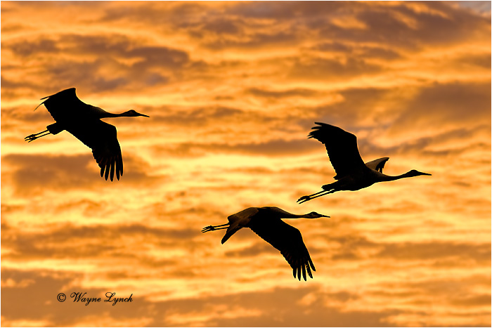 Sandhill Cranes 105 by Dr. Wayne Lynch &copy;